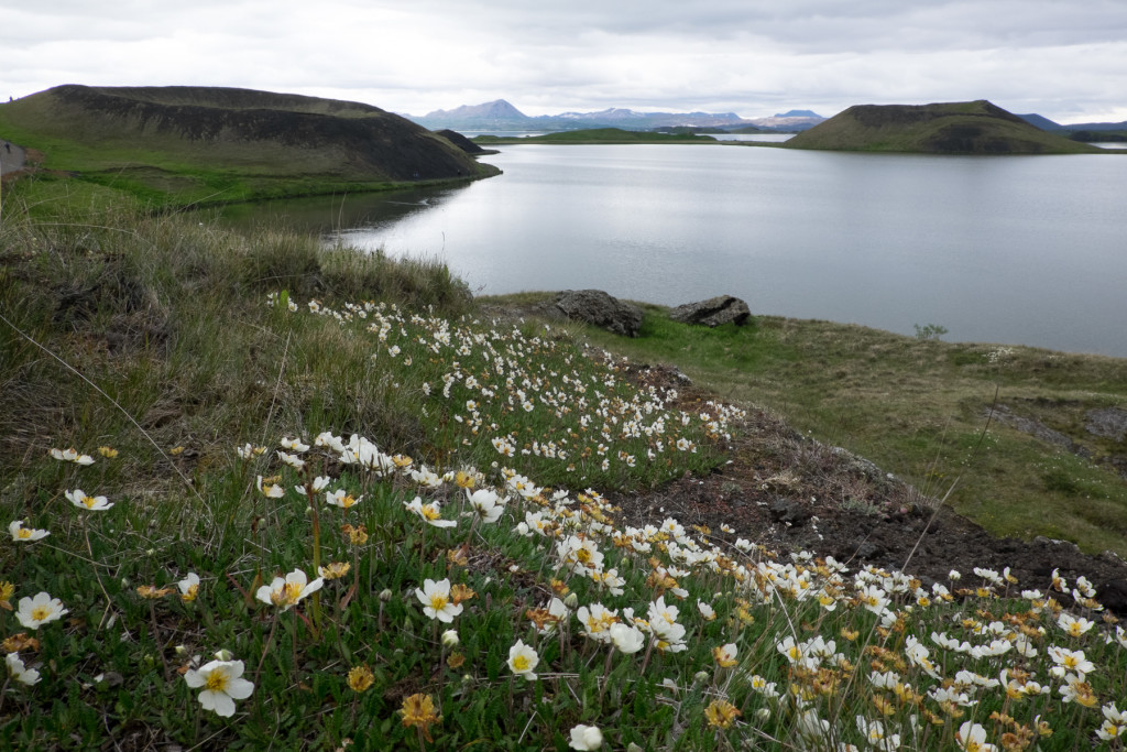 Photo 7. Rootless craters at Skútustaðir